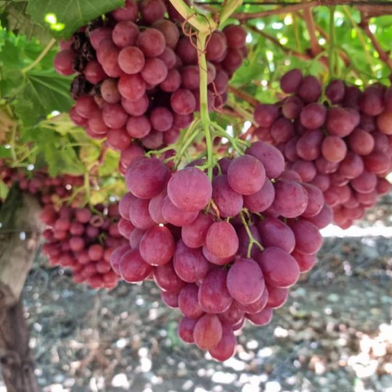 WhatsApp Image 2022-08-17 at 10.43.41 AM